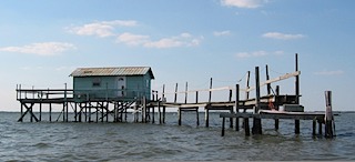DogIsland.jpg
